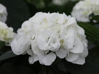 sneeuwbal