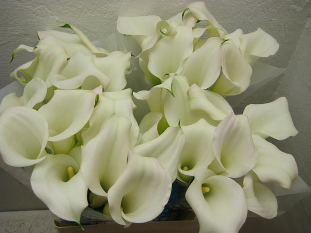 Calla-Zantedeschia-Aronskelken-Anturium